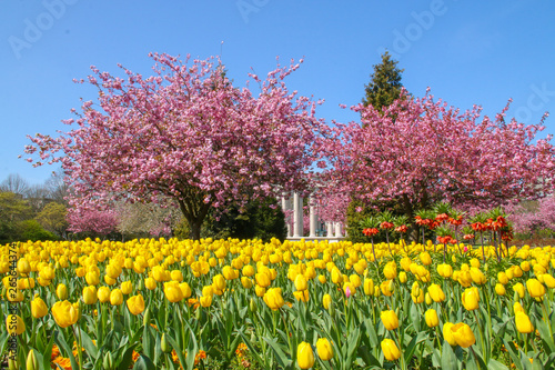 Wallpaper Mural A mass of yellow tulips with crown imperial lily and pink cherry blossom in the spring sunshine.  Growing in a park in Cardiff, South Wales, UK Torontodigital.ca
