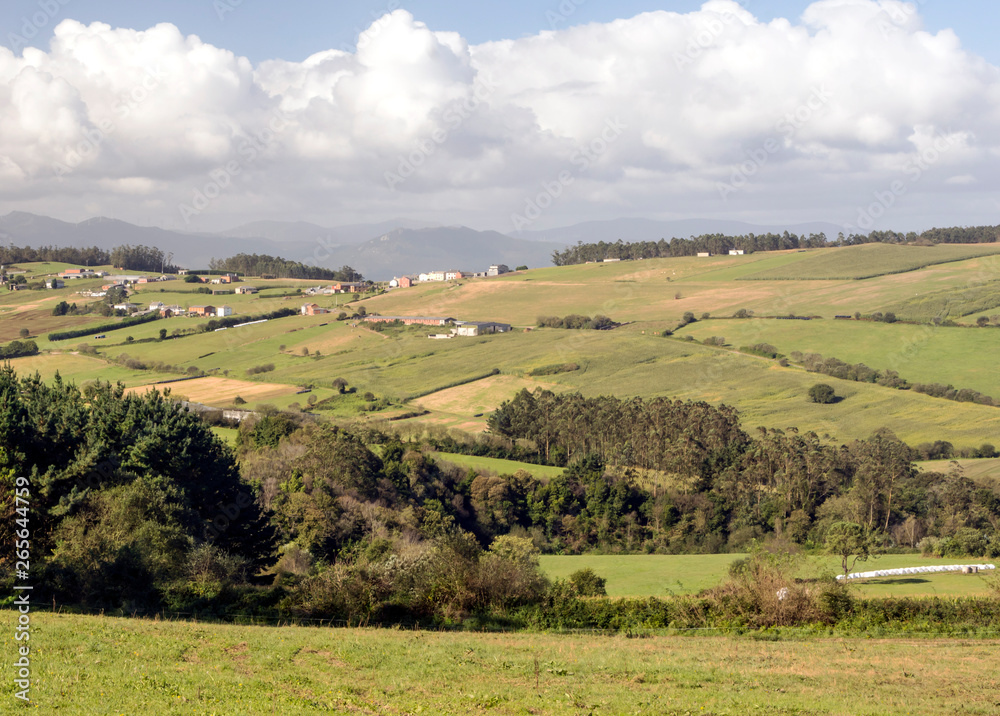 Trees in the forest of the north of Spain.