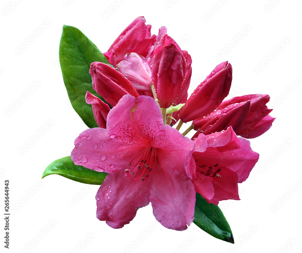 Fragrant pink lilium flowers isolated
