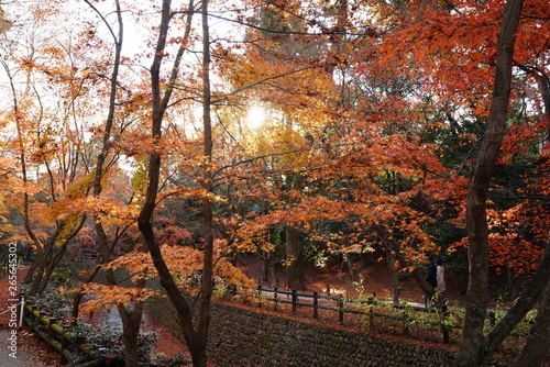 北野天満宮の紅葉