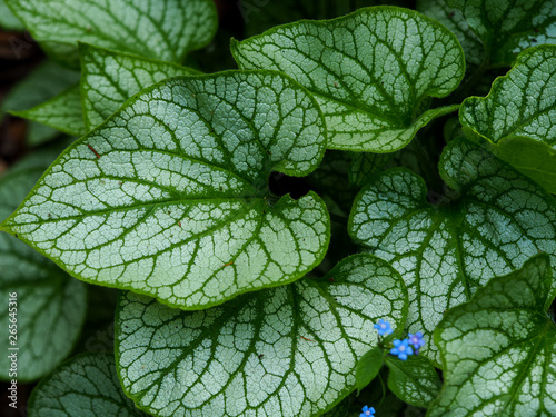 Variegated leaves on a Brunnera plant photo