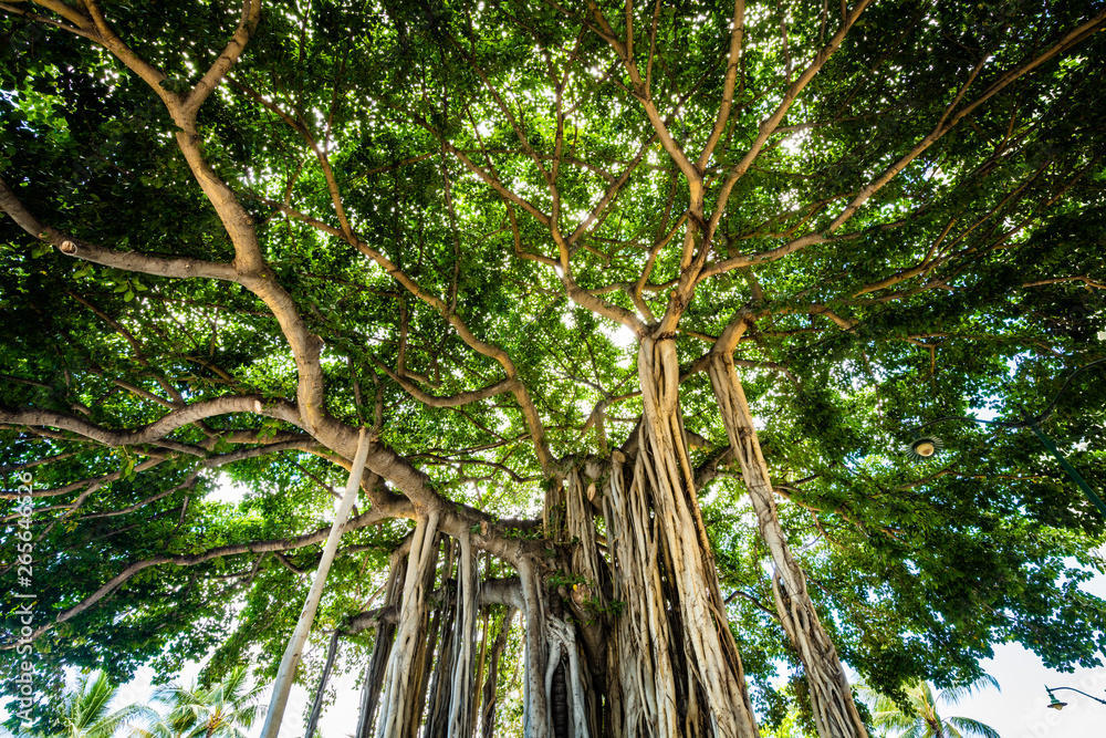 Fototapeta premium クヒオビーチの大木
