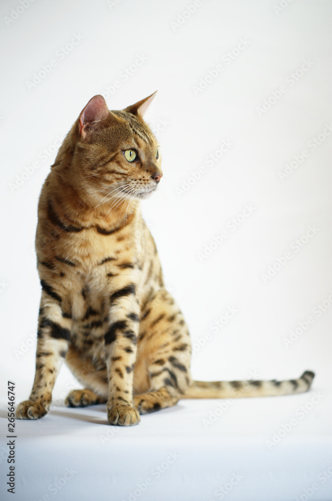 Male bengal cat is sitting, studio shot on white background