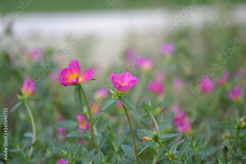 Delicate flowers