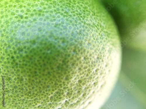 green limes on a branch photo