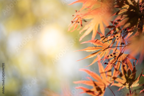 Closeup beautiful view of nature orange maple leaves with sunlight in fall season. It is landscape ecology and copy space for wallpaper and backdrop.