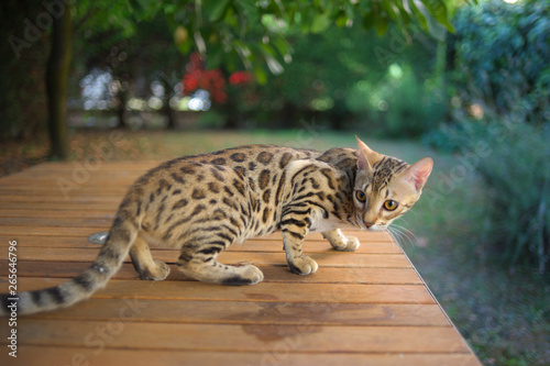 Young bengal cat is standing on a table in the garden
