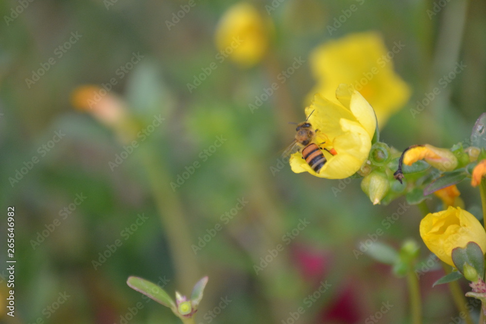 Bee into the flower Bee into the flower