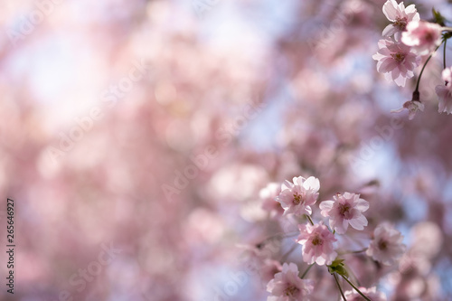Closeup beautiful cherry blossom  or Sakura flower on nature background.-Image. © Dilok