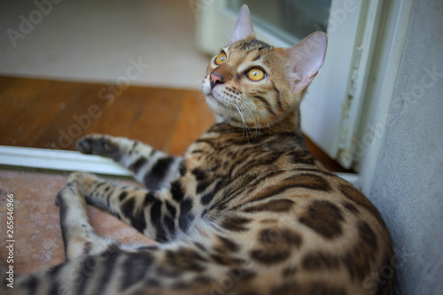 Fototapeta Naklejka Na Ścianę i Meble -  Portrait of a bengal cat resting on a balcony