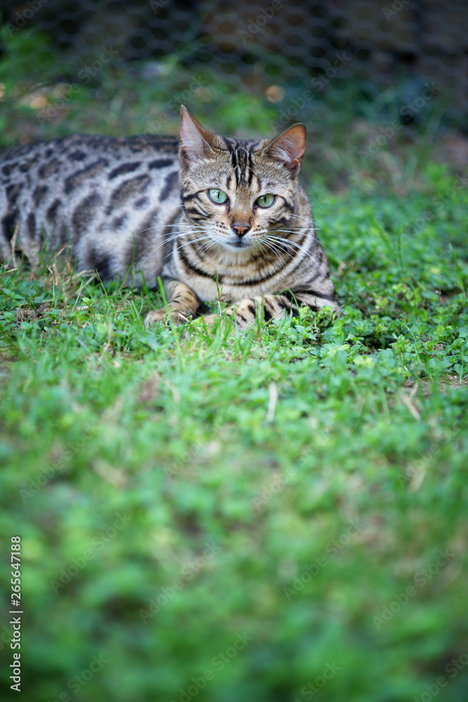 Beautiful bengal cat is resting in the tall grass