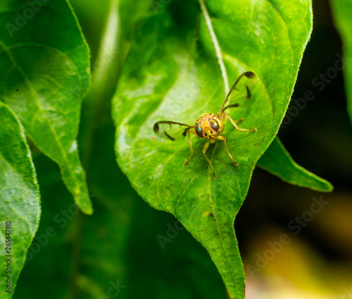 The bug in the leaf macro © jerd nakata