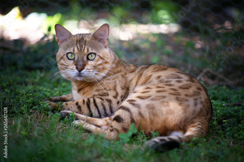 Portrait of a male bengal cat resting in the grass © anna pozzi
