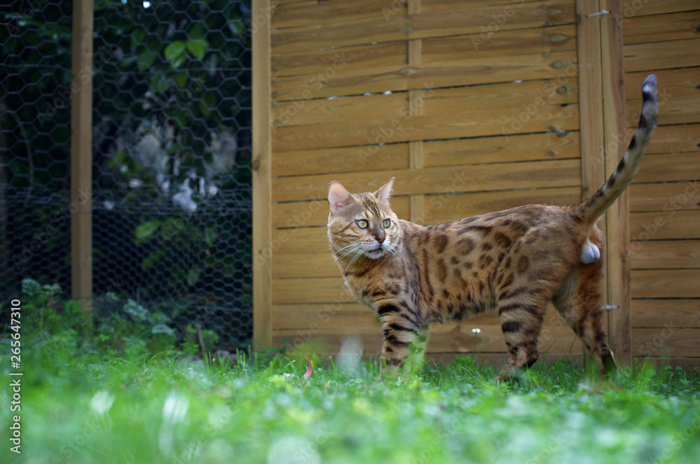 A male adult bengal cat is standing in the garden