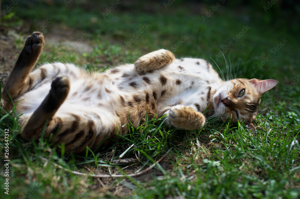 Bengal cat is rolling in the grass, belly up
