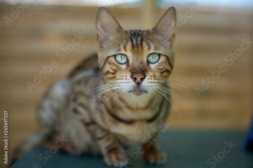 Closeup portrait of a bengal cat with green eyes