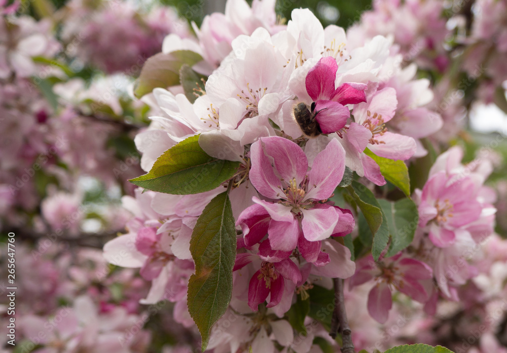 Obraz premium blooming cherry tree