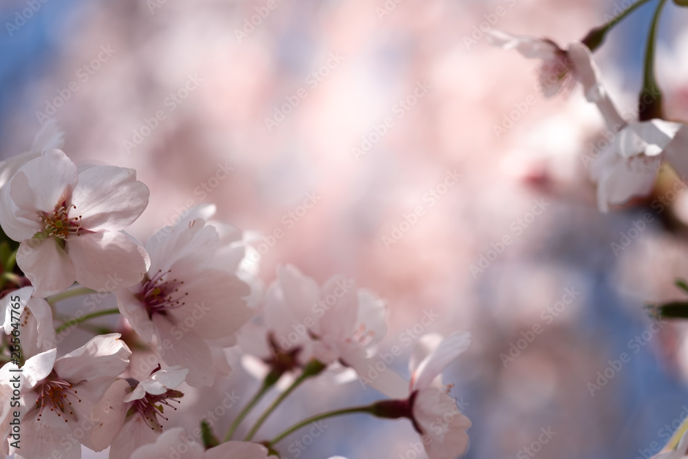 Closeup beautiful cherry blossom or Sakura flower on nature background.-Image. Closeup beautiful cherry blossom or Sakura flower on nature background.-Image.