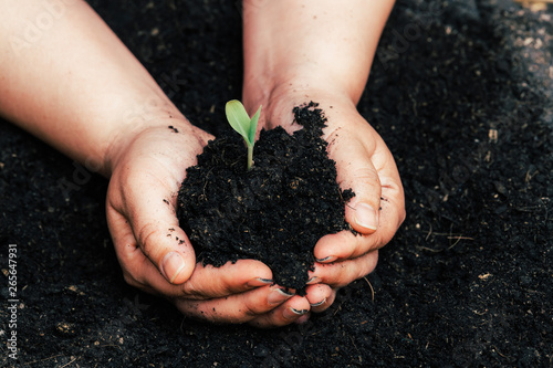 Fotografia Cultivating fertilizing seedling, marijuana Earth Day is environmentally friendly