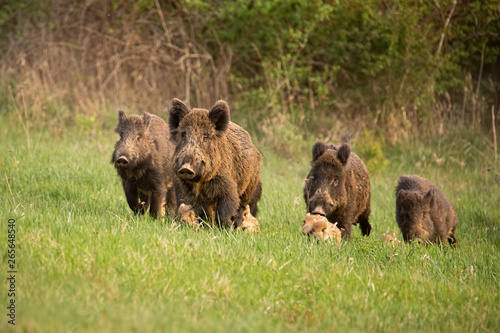 Obraz na płótnie Group of wild boars, sus scrofa, running in spring nature. Action wildlife scenery of a family with small piglets moving fast forward to escape from danger. w salonie