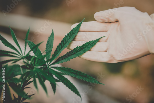 Farmers examine the growth of fresh marijuana for medical