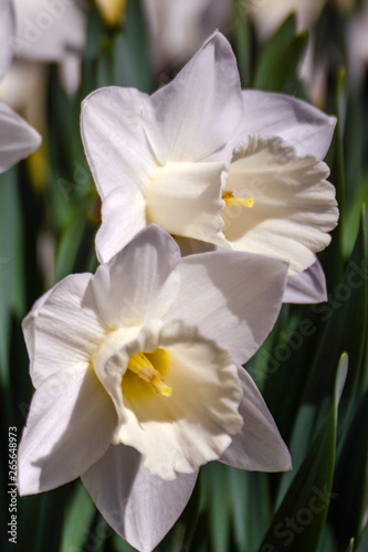 White Narcissus flowers with six petals and a yellow middle bloom in the spring