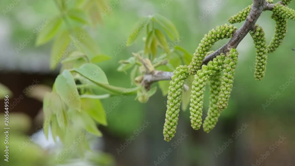 Walnut tree flowers in spring. Walnut flowers blooming on walnut tree branch in early springtime. Walnut tree flowers in spring. Walnut flowers blooming on walnut tree branch in early springtime.