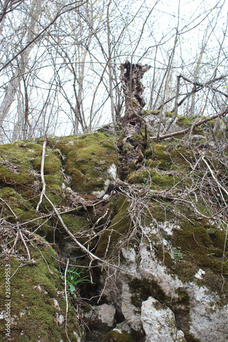 The ruins of an ancient stone fortress in forest on the Zlatibor mountain, Sljivovica, Serbia