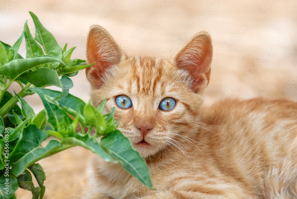 Φωτογραφία Cute red tabby baby cat kitten stares with wide blue eyes, portrait, Aegean isla