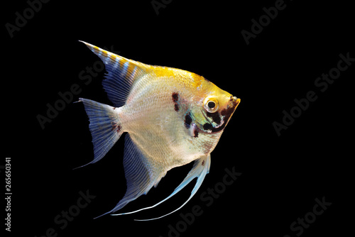 angel fish isolated on blackground