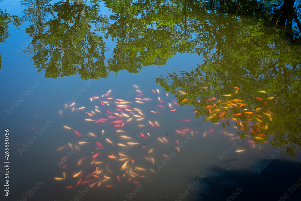 Φωτογραφία Banc de poissons rouges