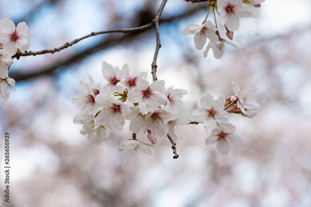 Beautiful cherry blossom sakura in spring time Beautiful cherry blossom sakura in spring time