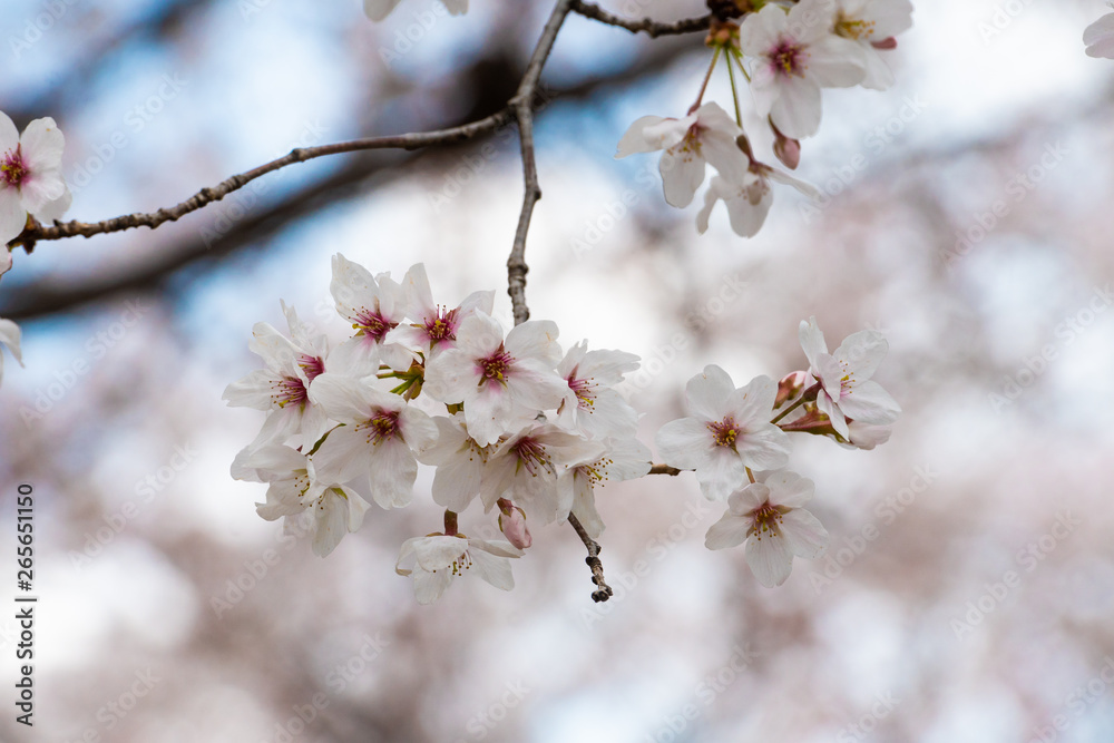 Beautiful cherry blossom sakura in spring time Beautiful cherry blossom sakura in spring time