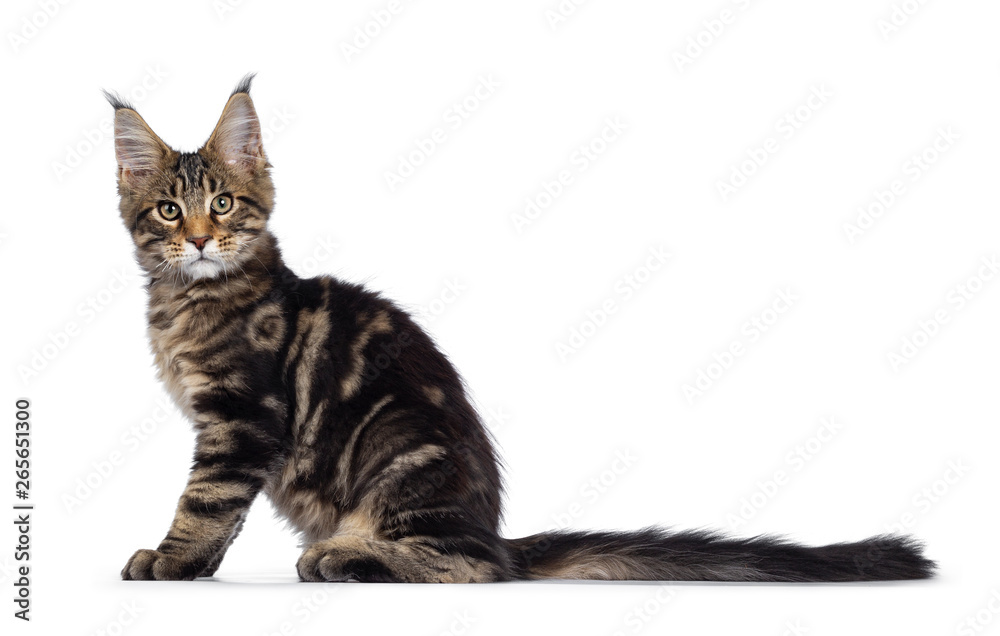 Handsome black tabby Maine Coon cat kitten, sitting side ways. Looking at camera with with green /brown eyes. Isolated on white background. Long tail behind body.