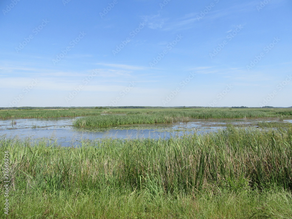 Wetland around St Simons Island in Georgia