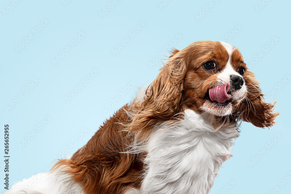 Spaniel puppy playing in studio. Cute doggy or pet is sitting isolated on blue background. The Cavalier King Charles. Negative space to insert your text or image. Concept of movement, animal rights.