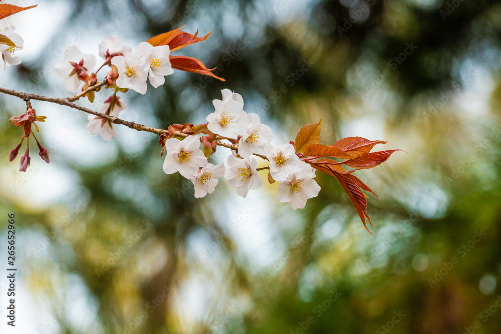 Beautiful cherry blossom sakura in spring time Beautiful cherry blossom sakura in spring time