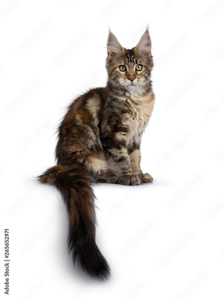 Cute tortie Maine Coon cat kitten sitting side ways. Looking beside lens  with mesmerizing green eyes. Isolated on white background. Long tail hanging  down over edge. Stock Photo | Adobe Stock