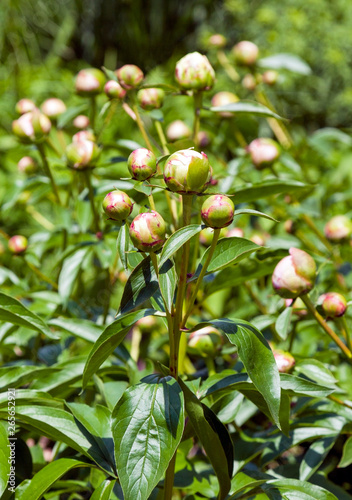 Peony buds early spring. Peonies are a celebrated perennial known for their intense fragrance and ability to withstand weather extremes.