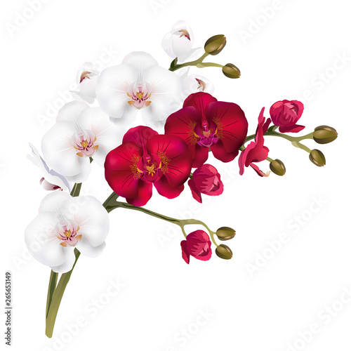 Red and white orchid flowers (Phalaenopsis). Realistic vector illustration on white background.