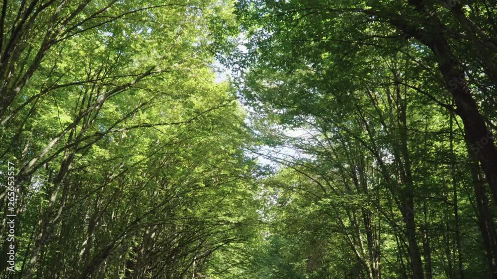 Flight under crowns of green trees in forest. Thick vegetation. Beautiful forest Flight under crowns of green trees in forest. Thick vegetation. Beautiful forest