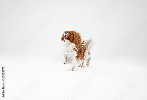 Valokuva Spaniel puppy playing in studio