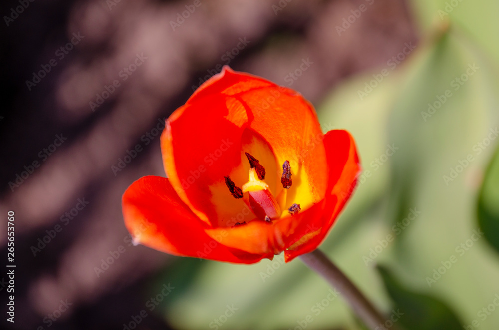 blooming flower red Tulip close-up