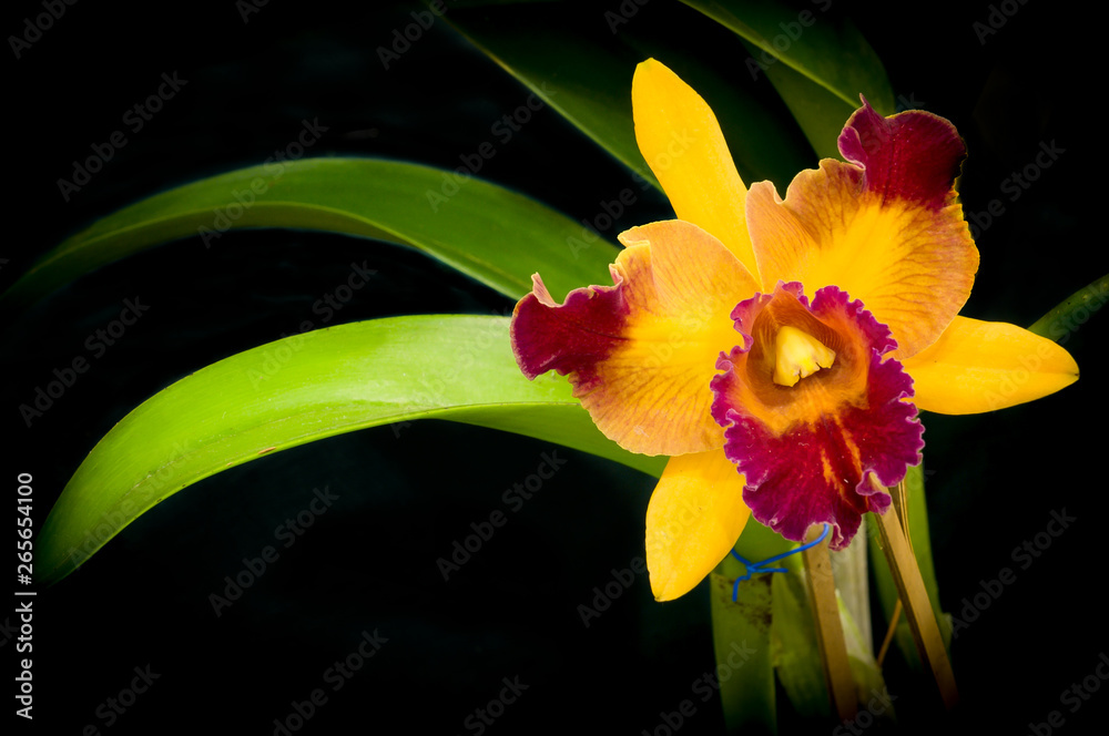 Fototapeta premium yellow flower on black background