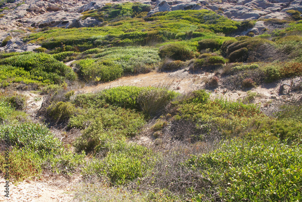 Green grass moss bushes on stones rocks on a southern island in the summer in the sun. Green grass moss bushes on stones rocks on a southern island in the summer in the sun.