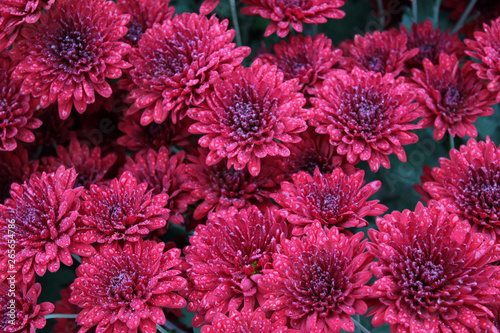 Chrysanthemum close up as background picture. Beautiful pink flowers