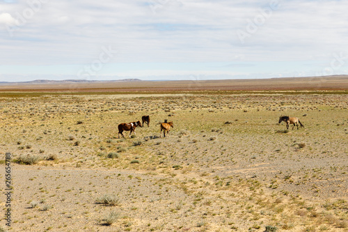 Wild horses graze on pasture, Gobi Desert, Mongolia.