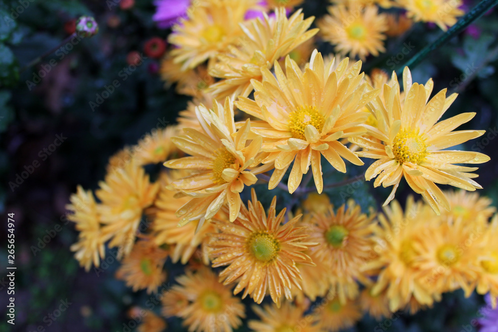 Beautiful yellow chrysanthemum flowers close up as background picture Beautiful yellow chrysanthemum flowers close up as background picture