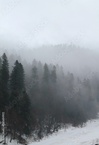 Snowy winter. Mystery foggy forest. Caucasus