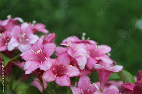 Beautiful pink flowers closeup as background picture